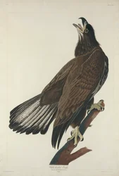 Weißkopfseeadler, 1832